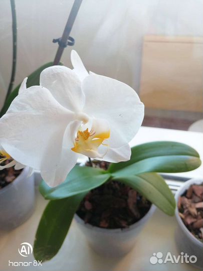 Орхидея фаленопсис