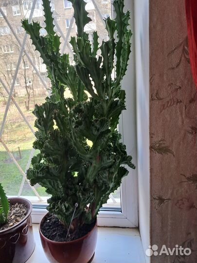 Большой комнатный цветок