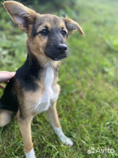 Щенки в добрые руки