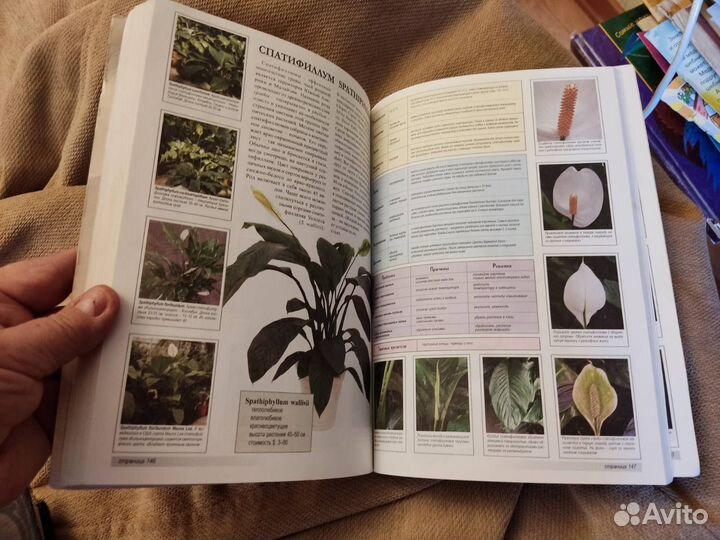 Все о 100 самых популярны комнатных растениях