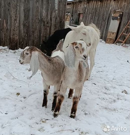 Продам дойных коз