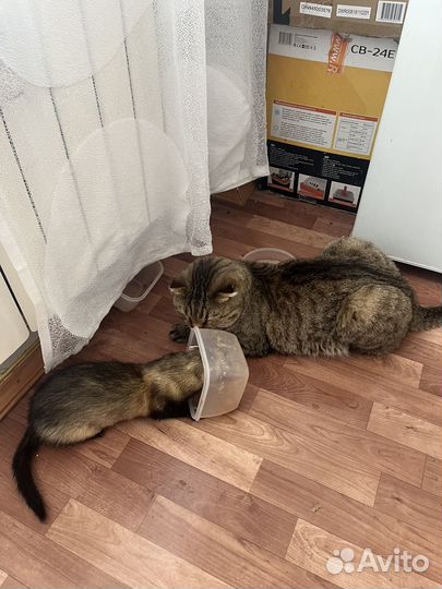 Хорек с клеткой