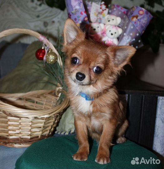 Маль -Чишки)