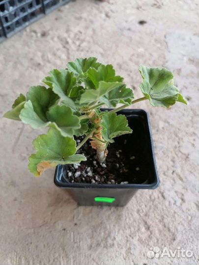 Пеларгония сортовая