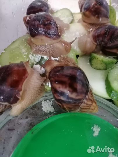 Улитки ахатины