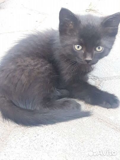 Котята