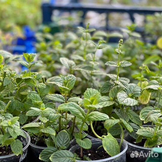 Мята новинки