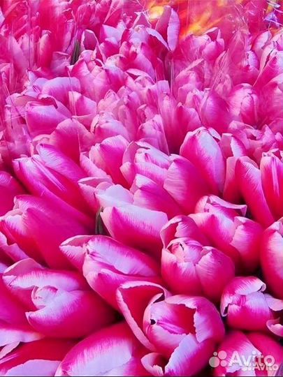 Тюльпаны к 8 марта Краснодарский крупные