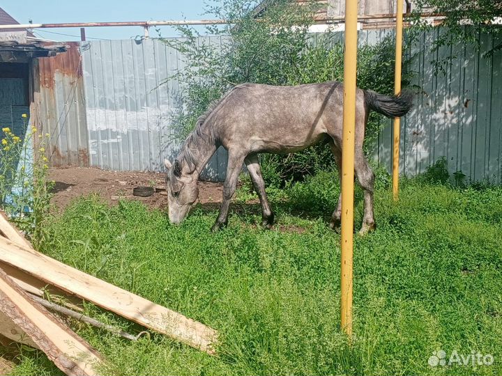 Продам 2 Жеребчиков и 1 Кобылку