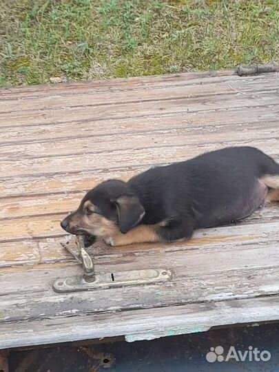 Собаки бесплатно в добрые руки щенки