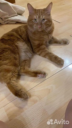 Курильский бобтейл вязка. Нужна невеста для кота