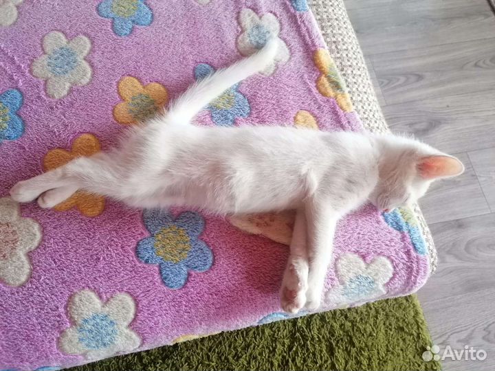 Кошка в дар