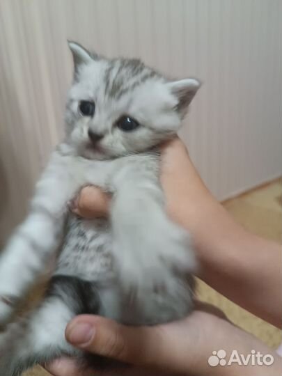 Шотландские котята