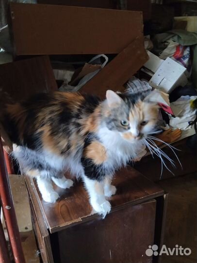 Котики бесплатно в добрые руки