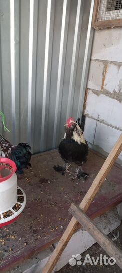 Свободные петушки Фавероль, возраст 4.5 месяца