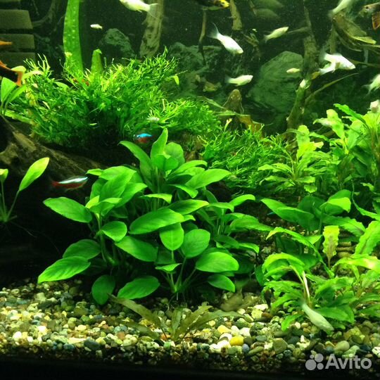 Молли, Мечи, Гуппи, корм, Анубиас, мхи, декорации