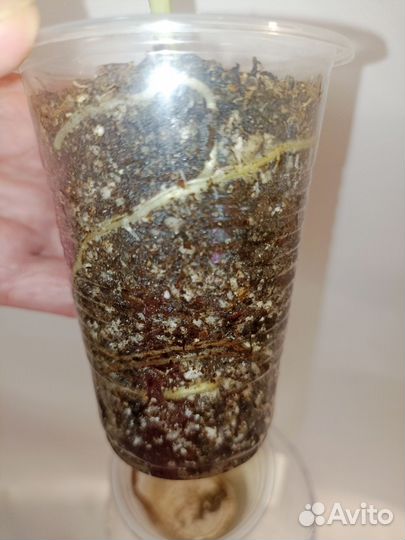 Алоказия мишольца вариегатная