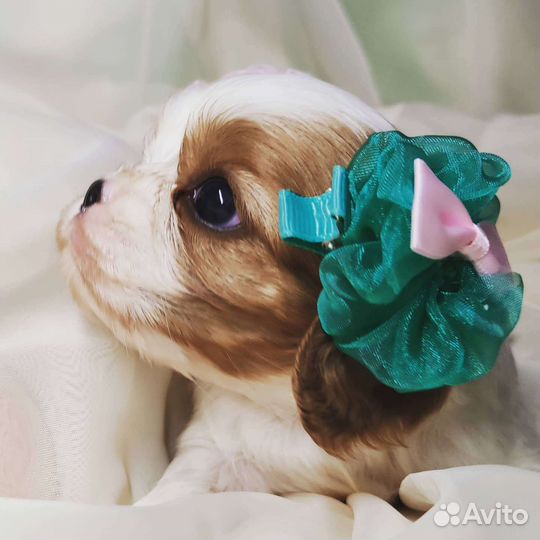 Кавалер девочка