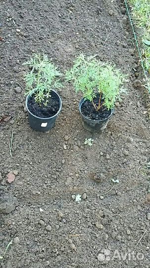 Декоративная полынь (божье дерево)