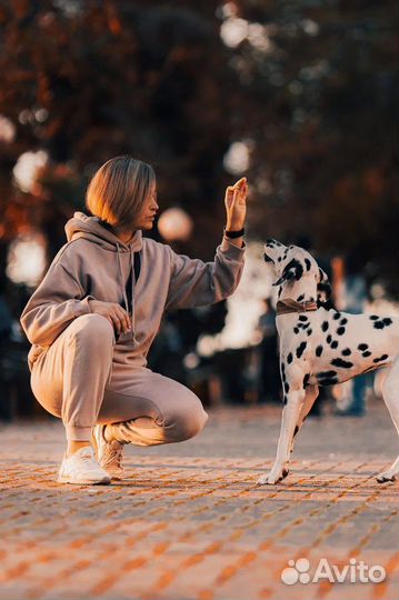 Кинолог / дрессировка собак