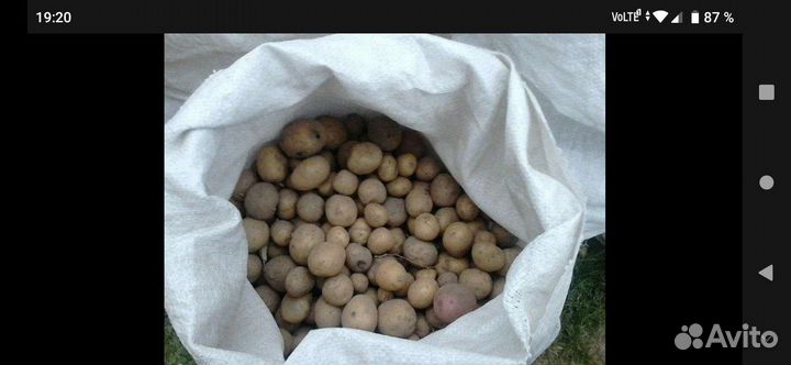 Картошка семенная домашняя