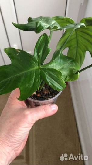 Филодендрон Маска