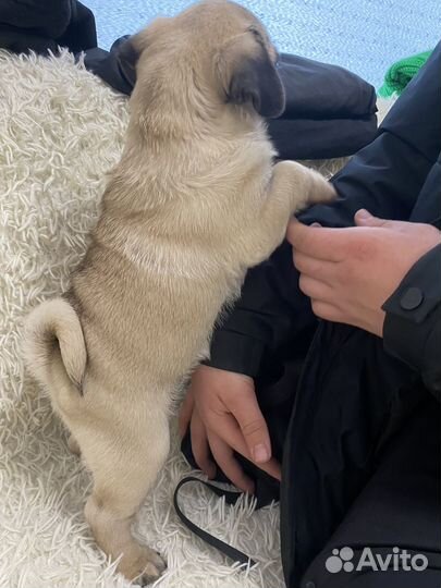 Щенки мопса