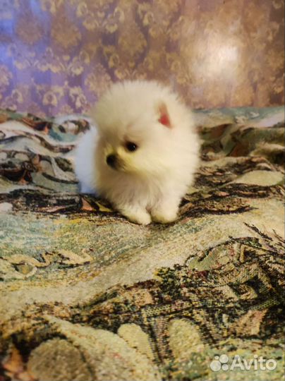 Продаются щенки померанского шпица