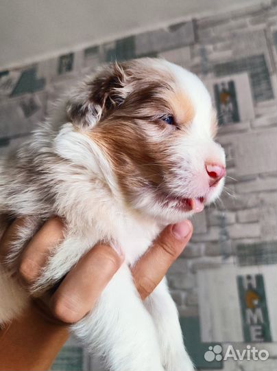 Австралийская овчарка