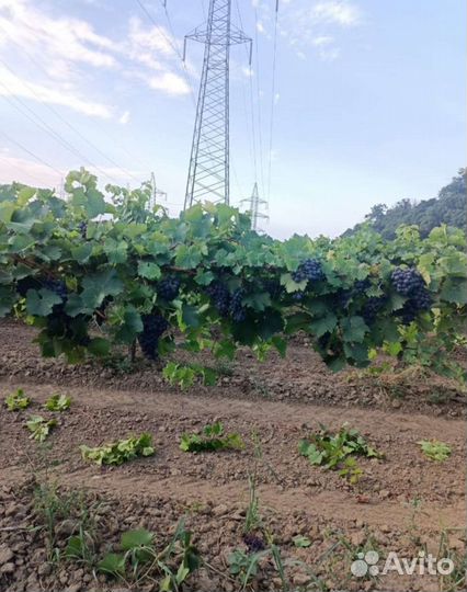 Виноград технический для вина