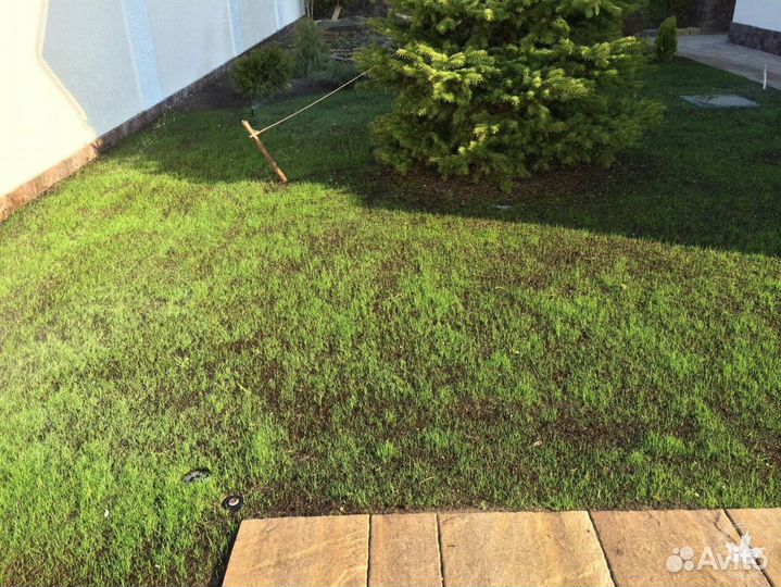 Посевной газон