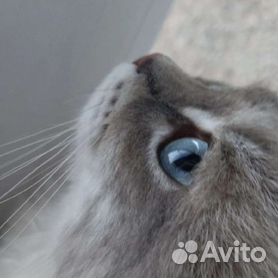 Первая вязка невской маскарадной кошки