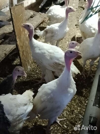 Индюшата подрощенные