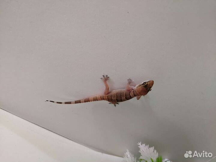 Hemidactylus triedrus (Пoлупaлыe гекконы)