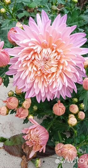 Хризантемы