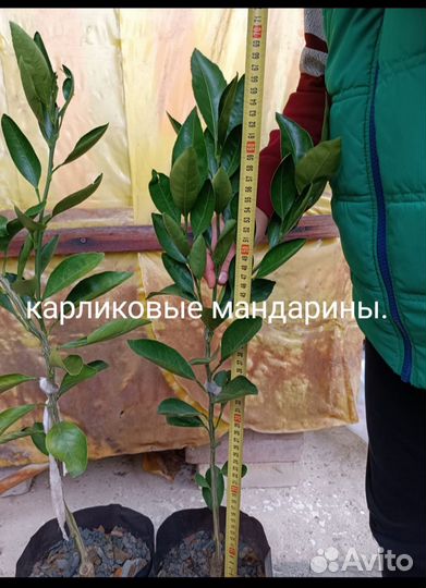 Мандарины, кумкват и лимон