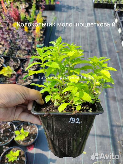 Колокольчик молочноцветковый многолетний