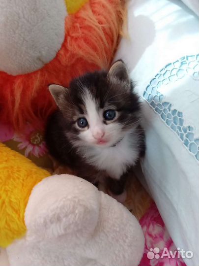 Котенок в добрые ручки