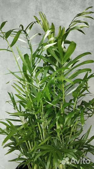 Хамедорея элеганс варегантная