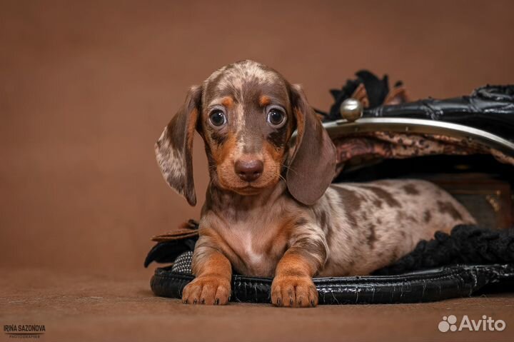 Щенки кроличьей/мини таксы.Мраморная девочка