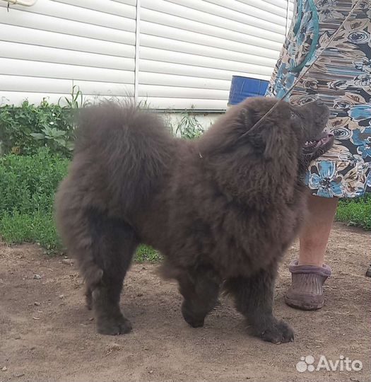 Щенки чау-чау