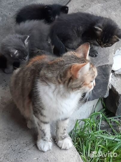 Отдам в добрые руки