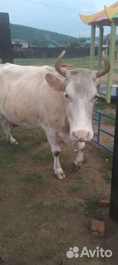Корова дойная