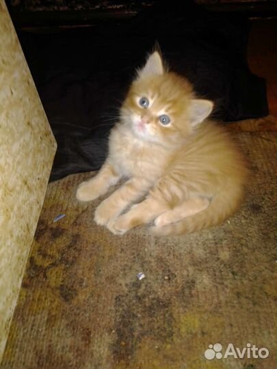 Котята в добрые руки бесплатно коты