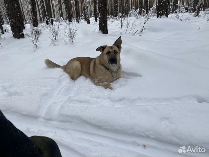 Кобель на вязку овчарка