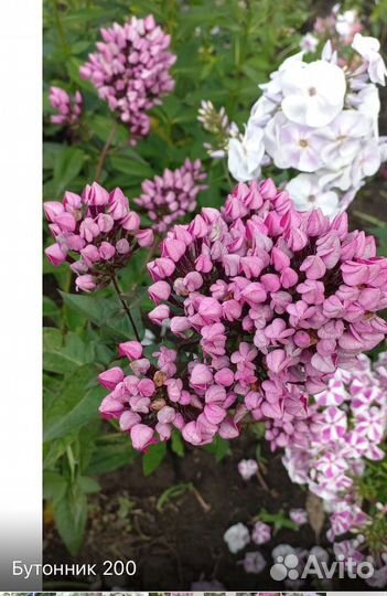 Флоксы сортовые