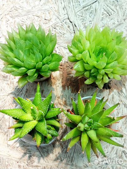 Алоэ, хавортии, гастерии