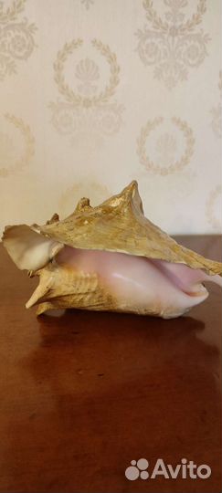 Ракушка морская большая (из Кубы)