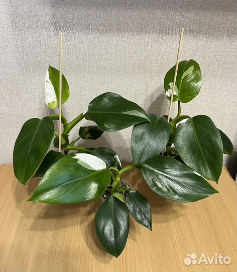 Филодендрон Вайт Визард