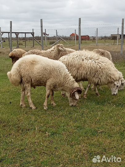 Баран на осеменение 2 года